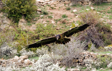 Gypaète barbu,Gypaetus barbatus, Bearded Vulture, Pyrénées