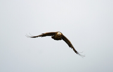 Gypaète barbu, jeune,Gypaetus barbatus, Bearded Vulture, Pyrénées