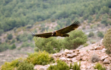 Gypaète barbu,Gypaetus barbatus, Bearded Vulture, Pyrénées