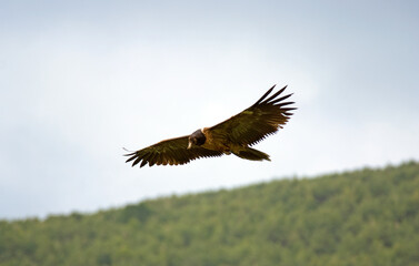 Gypaète barbu,
Gypaetus barbatus, Bearded Vulture, Pyrénées