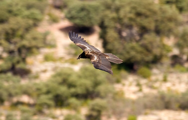 Gypaète barbu,Gypaetus barbatus, Bearded Vulture, Pyrénées