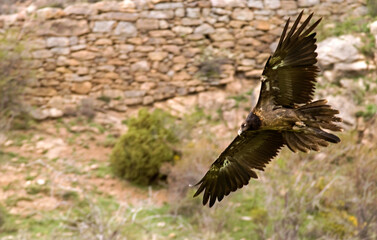 Gypaète barbu,Gypaetus barbatus, Bearded Vulture, Pyrénées