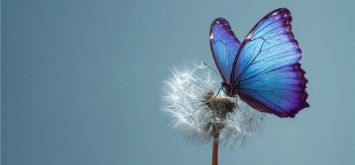Blue Morpho Butterfly Resting on a Delicate Dandelion Seed Head