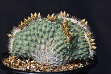 Rare monstrose cactus 'Guksu Cheolhwa' with distorted crest form, photographed in Korea