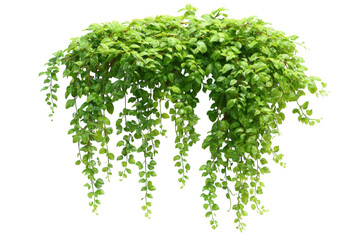 Obraz premium Lush trailing green houseplant foliage, hanging vine leaves, realistic botanical PNG asset for design and decor mockups isolated on Transparent Background