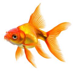 A vibrant orange goldfish with flowing fins swimming gracefully isolated on transparent background