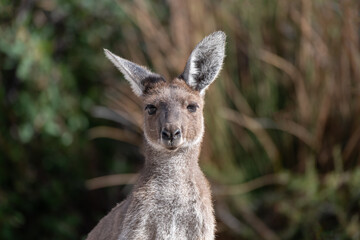 Portrait of a Kangaroo in the bush in Western Australia, Australia