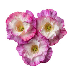 carnation flowers isolated on white