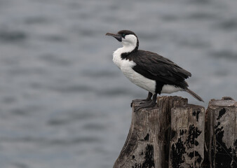 Australian pied cormorant on a disused wood column at the end of the Tanker Jetty in Esperance, Western Australia, Australia