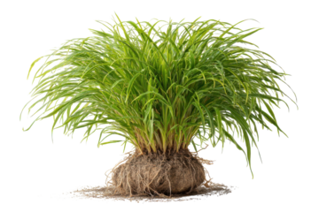 Ornamental grass beauty photography isolated plant lush green foliage root ball natural growth