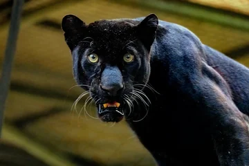 Fototapeten Panther A black panther is resting  © Riadi