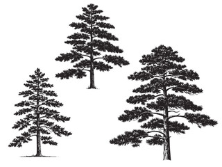 Engraved pine tree illustration for evergreen forest themes winter nature art and outdoor prints