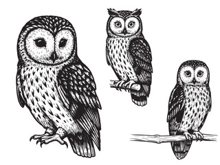 Engraved owl artwork for mystical craft beer branding packaging and nocturnal brewery identity