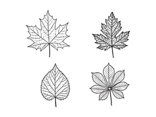 Detailed engraved leaves of common trees for seasonal illustrations nature graphics and educational kits