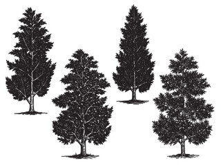Fototapeta premium Engraved cypress tree illustration for minimalist botanical prints classic vintage graphics and nature art