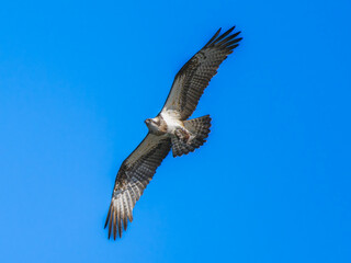 空を飛ぶミサゴ