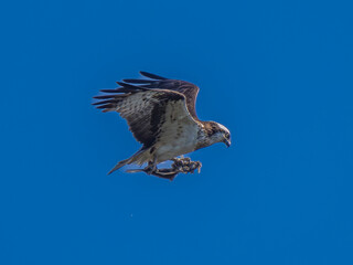 空を飛ぶミサゴ