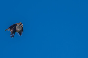 空を飛ぶミサゴ