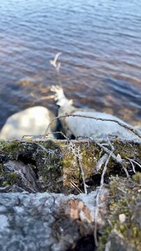 Vertical 4K slow-motion close-up of Saimaa lake cliff edge with ancient kelo tree trunk in background.