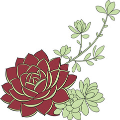 Stylized illustration of a large burgundy succulent with a delicate light green succulent and trailing vine with leaves isolated on transparent background