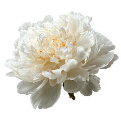 White peony flower head
