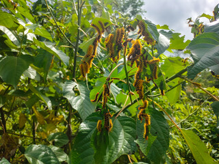 A group of brightly colored caterpillars clings to the green leaves of a tree, creating a striking...