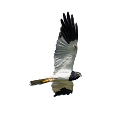 Pied Harrier in flight with bold black and white plumage on white background.