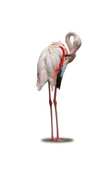 Flamingo standing tall while preening its feathers with graceful posture.