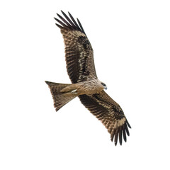A majestic Black-eared Kite soaring in the sky with wings fully stretched, captured in mid-flight against a clean white background.