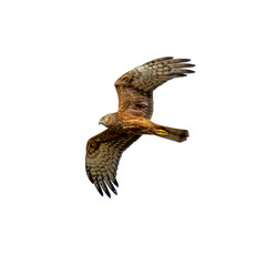 Juvenile Pied Harrier in flight with wide wings and focused gaze.