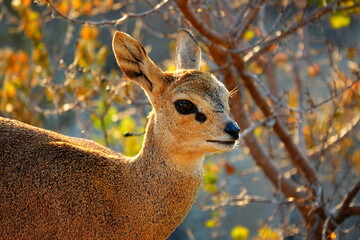 Portrait of a klipspringer antelope (Oreotragus oreotragus).