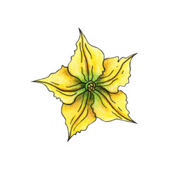 Fototapeta premium Watermelon flower hand drawn watercolor. Berry bud. Blooming season. Botanical element. Fruit farm. Botany. Summer illustration.