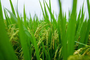 Lush Green Rice Fields with Vibrant Rice Grains and Bright Sky