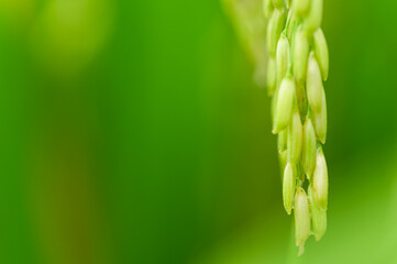 Fresh Green Rice Plants with Focused Detail on Grain Formation