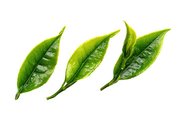 Obraz premium Fresh green tea leaves. Close-up of vibrant, healthy tea leaves, three leaves arranged in a slightly diagonal line. Bright, isolated against black background