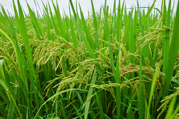 Obraz premium Lush Green Rice Field with Ripening Grains in Natural Environment