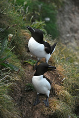 Eurasian razorbill on the North Sea