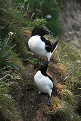 Fototapeta premium Eurasian razorbill on the North Sea