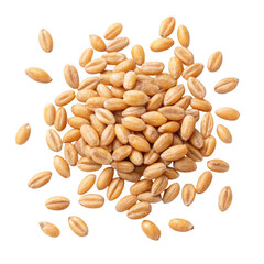 A pile of golden brown wheat grains scattered and arranged in a mound isolated on transparent background