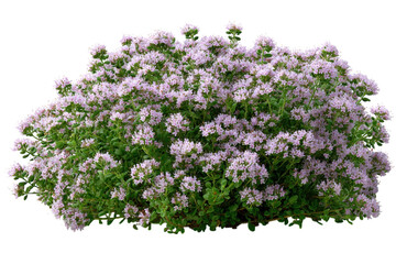 Blooming beauty Thyme flowers in full bloom pink blossoms garden herbs culinary herbs nature s