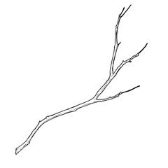 Tree branch with thin twigs silhouette black and white sketch. Vector illustration. Spring and winter tree, isolated on white background. For decoration for birthday, wedding, postcards and invitation