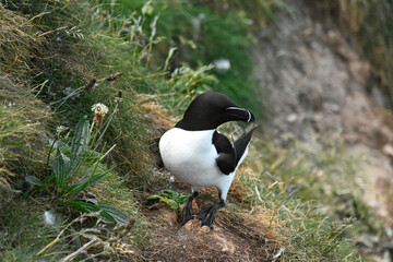 Eurasian razorbill on the North Sea