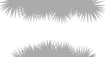 Realistic palm frond shadow border. Natural tropical leaf silhouettes isolated on transparent background with horizontal copy space. Design element for summer spring project.