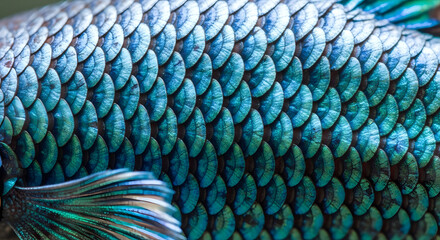 Obraz premium Abstract macro detail of shimmering blue and turquoise fish scales, an iridescent overlapping pattern creating a vibrant natural texture.