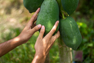 A man holds a green Papaya with leaves, and the background is blurred