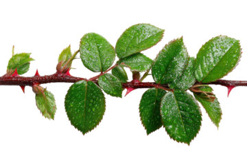 Rose Branch Beauty Delicate Leaves with Thorns and Water Droplets Botanical Photography Nature Close