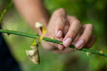 A man holds small bamboo, and the background is blurred