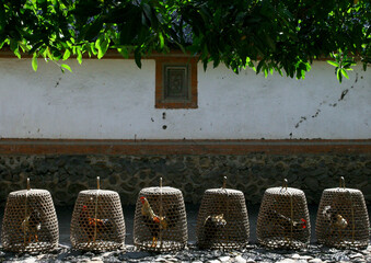 Fighting Cock Cages Arrayed Along A Wall