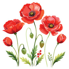 Fototapeta premium Red poppy flowers isolated on white background, a beautiful floral vector illustration