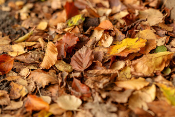 Colorful and bright background made of fallen autumn leaves. High quality photo
